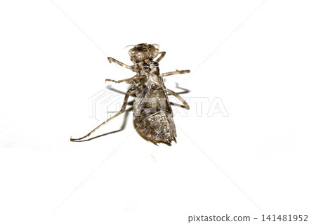 Close up of an empty dragonfly nymph shell on a white background Close up of an empty dragonfly nymph shell on a white background 141481952