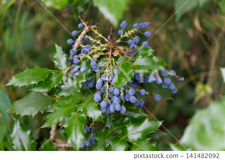 Ripe blue berries of Mahonia aquifolium on a bush Ripe blue berries of Mahonia aquifolium on a bush 141482092
