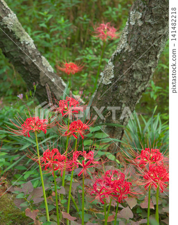 盛開的鮮紅色的彼岸花（Lycoris radiata）－一幅自然景象 141482218