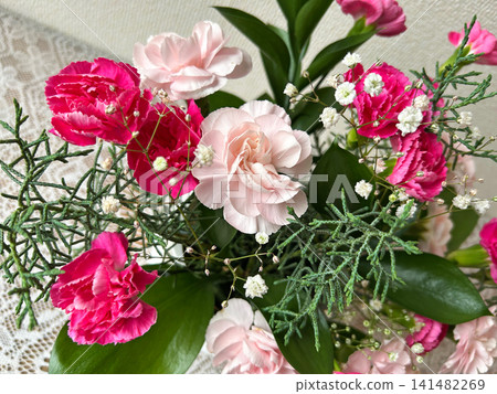 A mixed planting of pink carnations A mixed planting of pink carnations 141482269