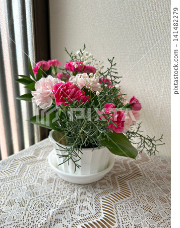 A mixed planting of pink carnations A mixed planting of pink carnations 141482279