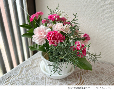 A mixed planting of pink carnations A mixed planting of pink carnations 141482280