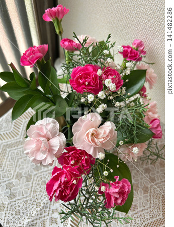 A mixed planting of pink carnations A mixed planting of pink carnations 141482286