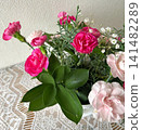 A mixed planting of pink carnations 141482289