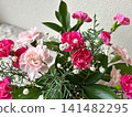 A mixed planting of pink carnations 141482295