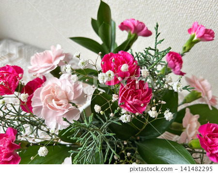 A mixed planting of pink carnations A mixed planting of pink carnations 141482295