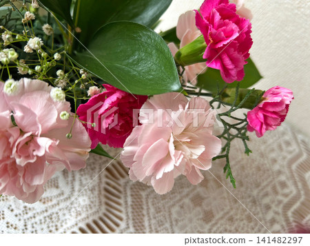 A mixed planting of pink carnations A mixed planting of pink carnations 141482297