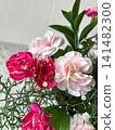 A mixed planting of pink carnations 141482300