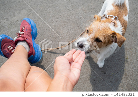 Woman feeding small terrier dog outdoor. Pet owner giving treat to canine companion Woman feeding small terrier dog outdoor. Pet owner giving treat to canine companion 141482321