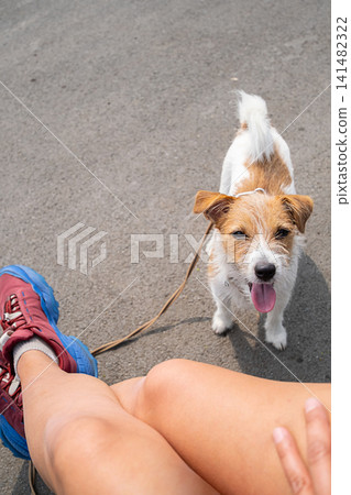 Woman walking with Jack Russell terrier dog. Woman walking with Jack Russell terrier dog. 141482322