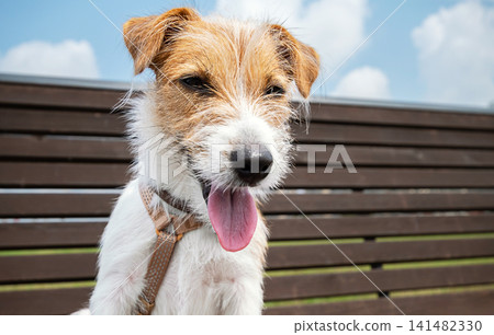 Jack Russell Terrier dog sitting on park bench. Happy puppy wearing harness Jack Russell Terrier dog sitting on park bench. Happy puppy wearing harness 141482330