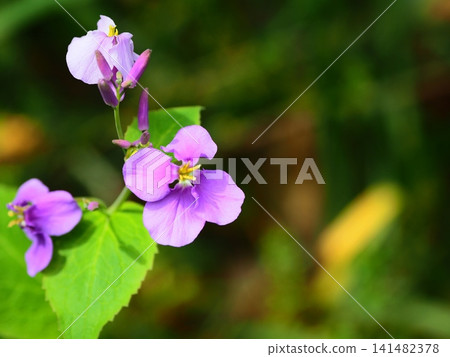 紫花花的生態照片 紫花花的生態照片 141482378