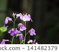 Ecological photograph of purple flower 141482379