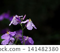 Ecological photograph of purple flower 141482380