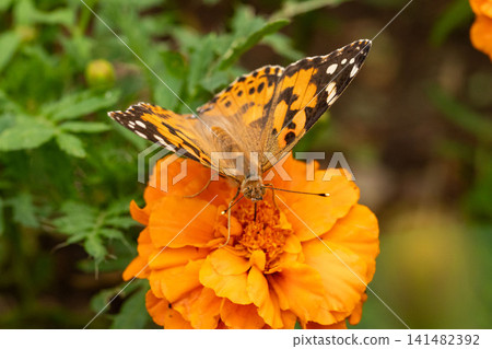 A Painted Lady butterfly feeding on nectar from a marigold. 141482392