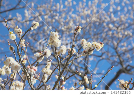 White plum blossoms in early spring against the blue sky. Natural scenery White plum blossoms in early spring against the blue sky. Natural scenery 141482395