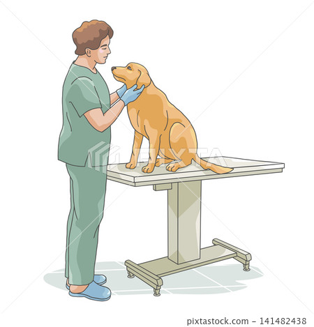 Veterinarian examining Labrador dog on examination table 141482438