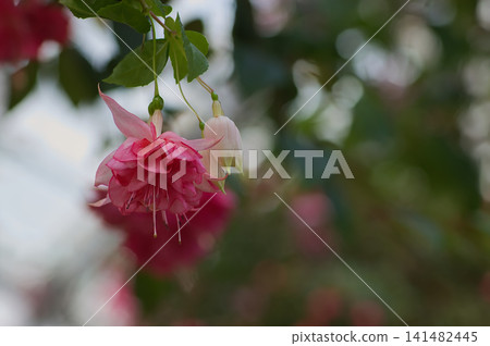 Pale pink double-flowered fuchsias: A close-up of a greenhouse in spring. Pale pink double-flowered fuchsias: A close-up of a greenhouse in spring. 141482445
