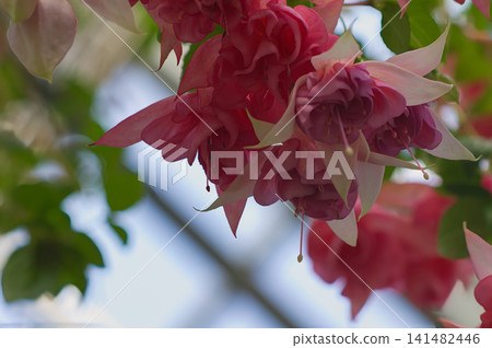 The lovely fuchsia flowers blooming gracefully. The lovely fuchsia flowers blooming gracefully. 141482446