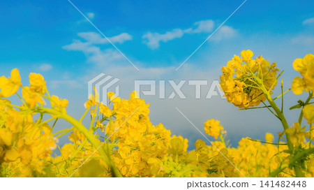 A vibrant spring scene of blue sky and rapeseed fields. A vibrant spring scene of blue sky and rapeseed fields. 141482448