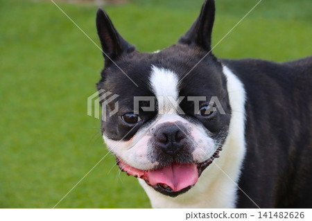 Mighty, the adorable Boston Terrier, sticking his tongue out. Mighty, the adorable Boston Terrier, sticking his tongue out. 141482626