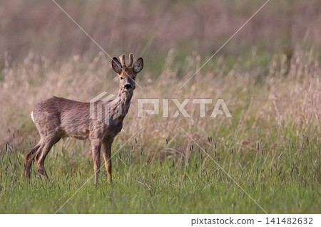 Buck deer in a clearing Buck deer in a clearing 141482632
