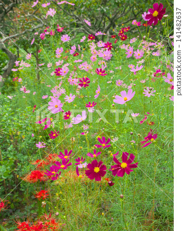 Vividly blooming cosmos (autumn cherry blossoms) Natural scenery 141482637