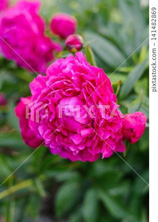 Macro View Of Lush Magenta Peony Kansas Flower Head Macro View Of Lush Magenta Peony Kansas Flower Head 141482869