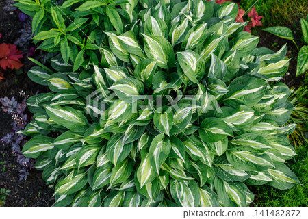 Ornamental Striptease Hosta Plant Foliage Background in Sunny Outdoor Garden 141482872