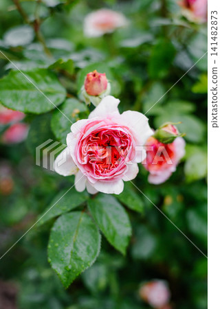 Pink Chippendale Rose Flower With Raindrops In Garden Pink Chippendale Rose Flower With Raindrops In Garden 141482873