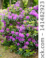 Group of Purple Catawba Rhododendron Blossoms in Spring Sunlight 141482923