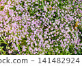 Field of Tiny Pink Gypsophila Flowers 141482924