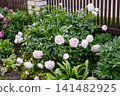 Lush Pink Peony Bush Sarah Bernhardt In Garden 141482925