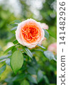 Elegant Chippendale Rose Flower in Sunny Summer Garden 141482926