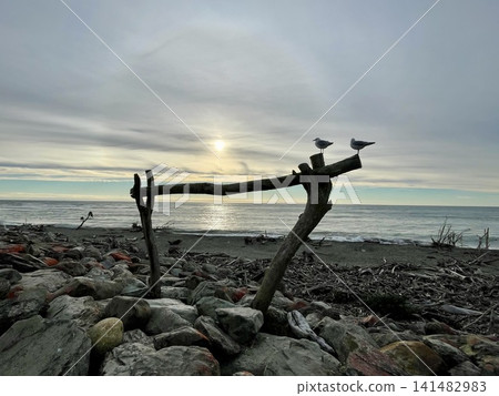 A scene of driftwood art and seagulls standing on the beach at sunset. A scene of driftwood art and seagulls standing on the beach at sunset. 141482983