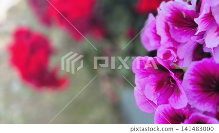 Close Up of Pink Geranium Flowers Close Up of Pink Geranium Flowers 141483000