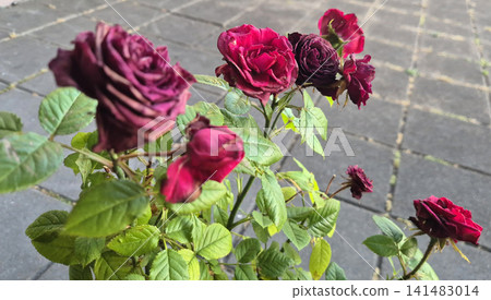 Withered burgundy roses on garden plant outdoors Withered burgundy roses on garden plant outdoors 141483014
