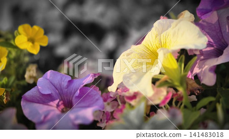 Colorful petunia flowers in soft spring sunlight Colorful petunia flowers in soft spring sunlight 141483018