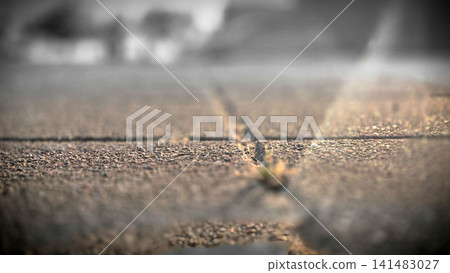 Cracked pavement with shallow depth of field 141483027