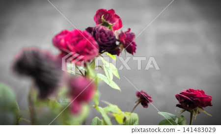 Blurred dark pink roses against gray background Blurred dark pink roses against gray background 141483029