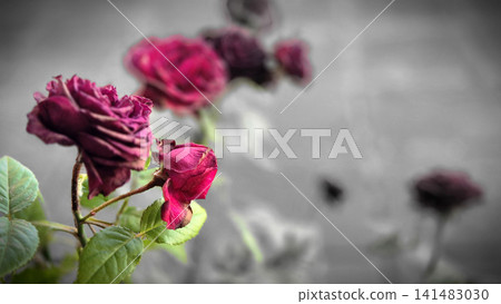 Wilted pink roses with selective focus Wilted pink roses with selective focus 141483030