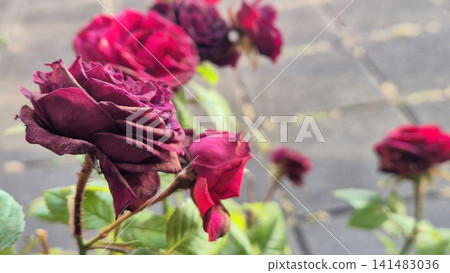Withered roses on a blurred garden background 141483036