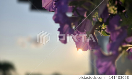 Purple flowers framing a soft sunset sky 141483038