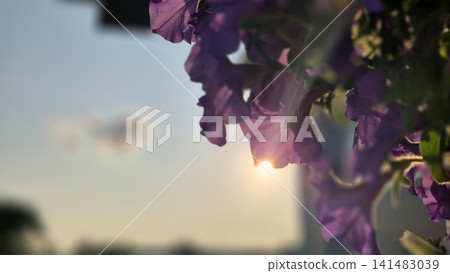 Purple flowers with soft sunset light Purple flowers with soft sunset light 141483039