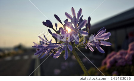 Purple agapanthus flower at sunset with soft bokeh Purple agapanthus flower at sunset with soft bokeh 141483056