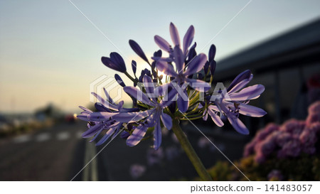 Purple agapanthus flower at sunset with bokeh Purple agapanthus flower at sunset with bokeh 141483057