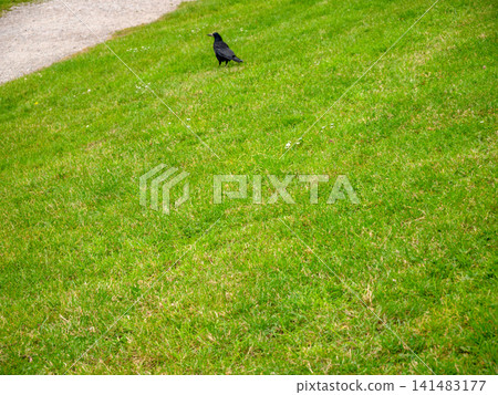 Black bird standing on green lawn Black bird standing on green lawn 141483177