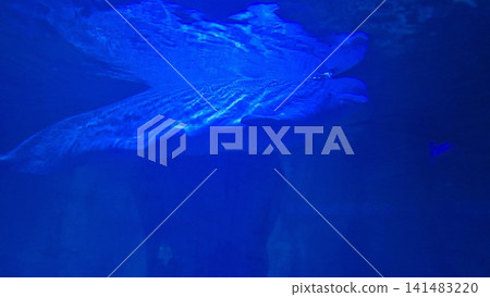 Blue whale shark swimming in aquarium water Blue whale shark swimming in aquarium water 141483220