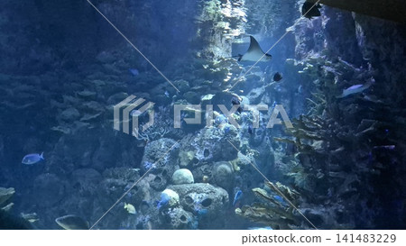 Underwater aquarium scene with rays and coral reef Underwater aquarium scene with rays and coral reef 141483229