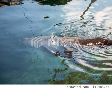 Sea lion swimming near the water surface Sea lion swimming near the water surface 141483245